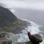 image for OC Majestic snail picture I took