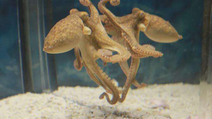 image for Study Shows Octopuses' Impressive Ability to Navigate Space