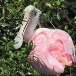 image for [OC] Roseate Spoonbill. Harbor Island, SC