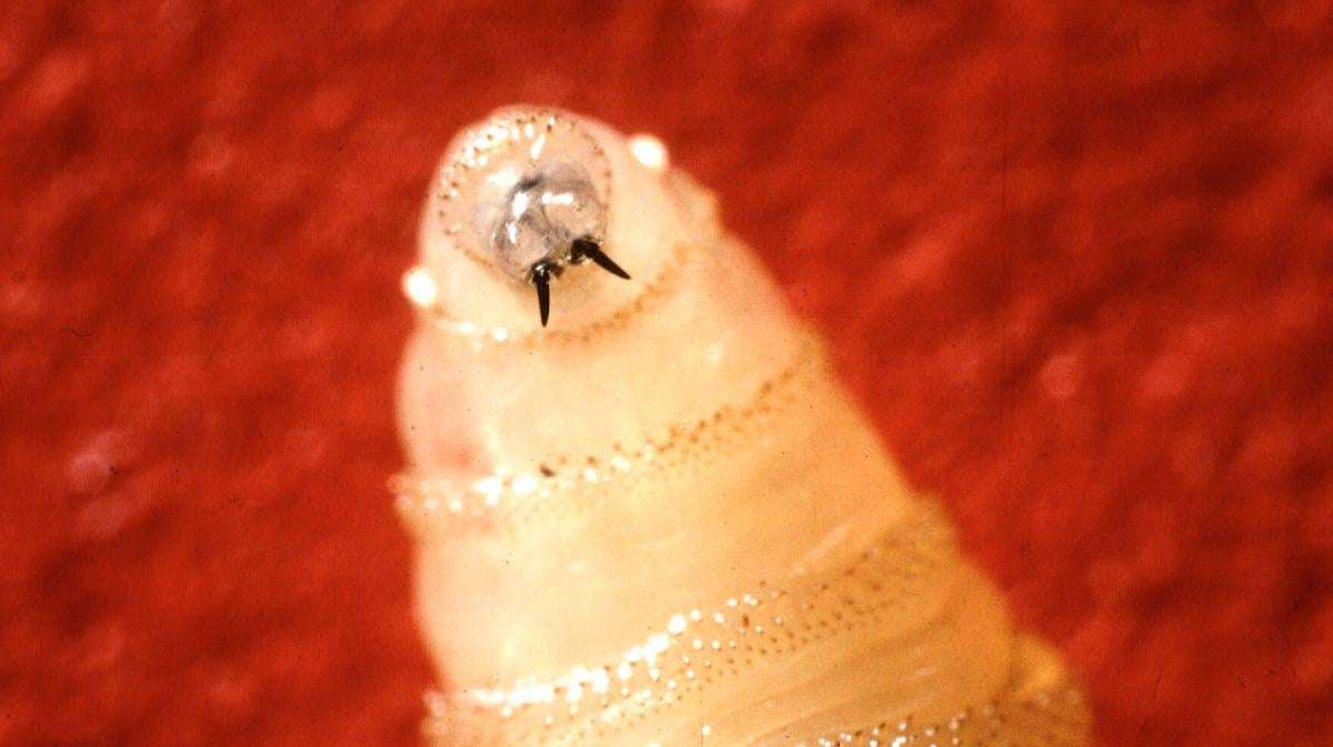 image for Return of flesh-eating parasite sparks new risk for Donald Trump ahead of midterms