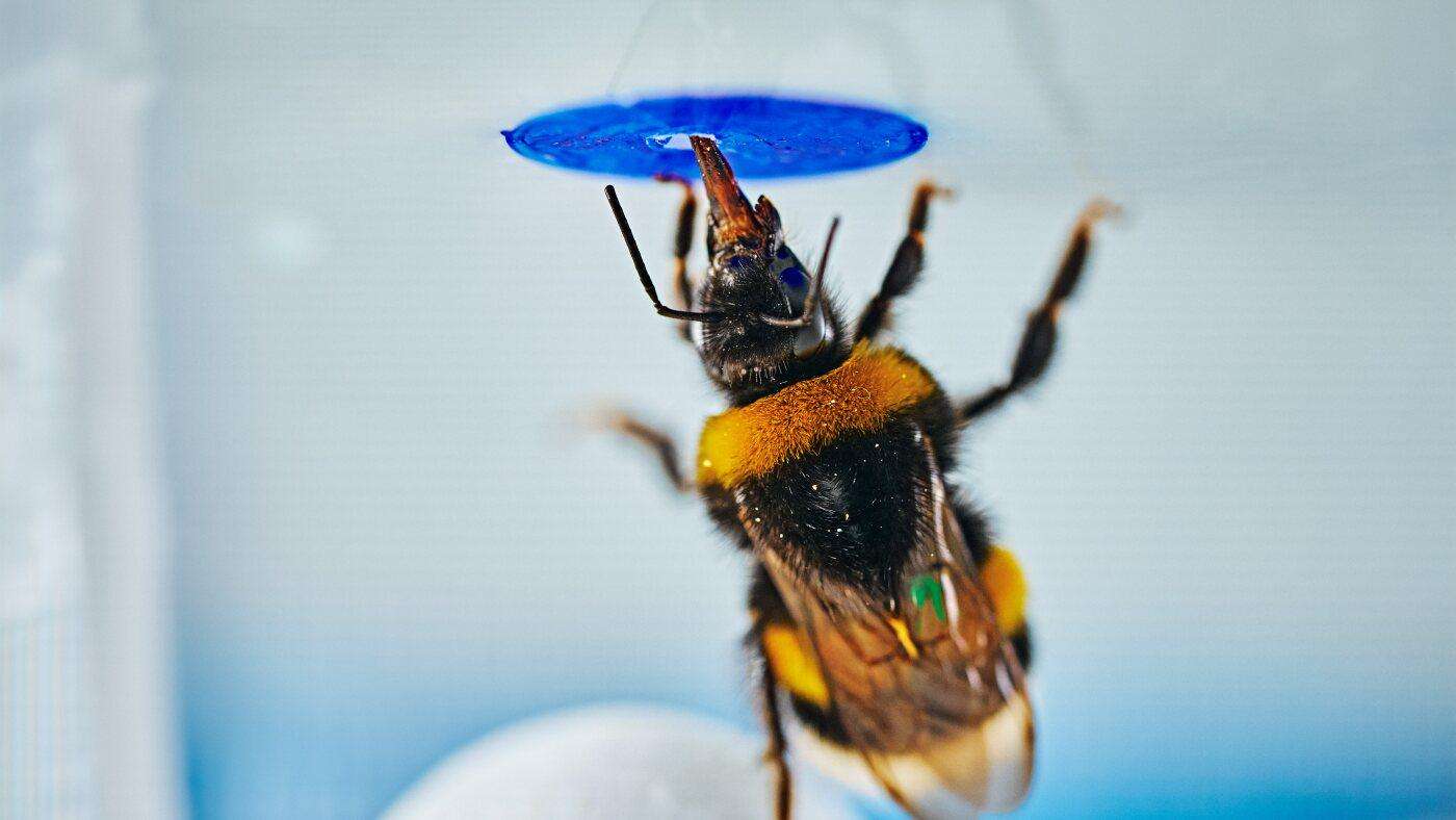 image for Bumblebees have tiny brains but they can solve problems like chimps and elephants