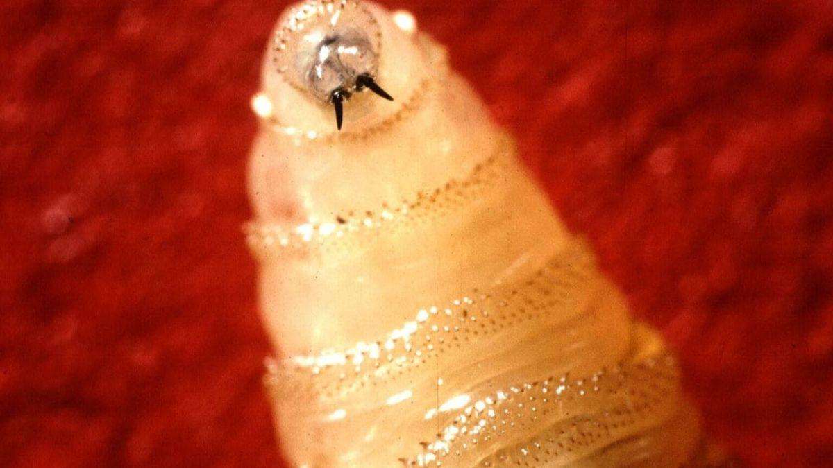 image for New Mexico reports first New World screwworm case in Lea County dog