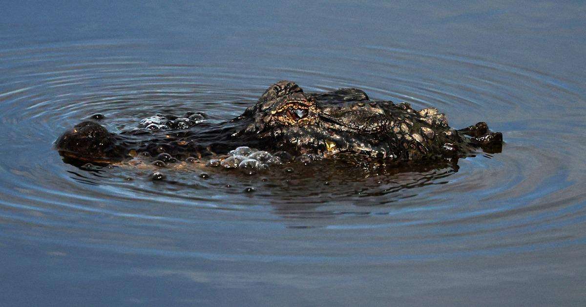 image for Man fleeing police attacked by alligator before continuing his getaway, Louisiana authorities say