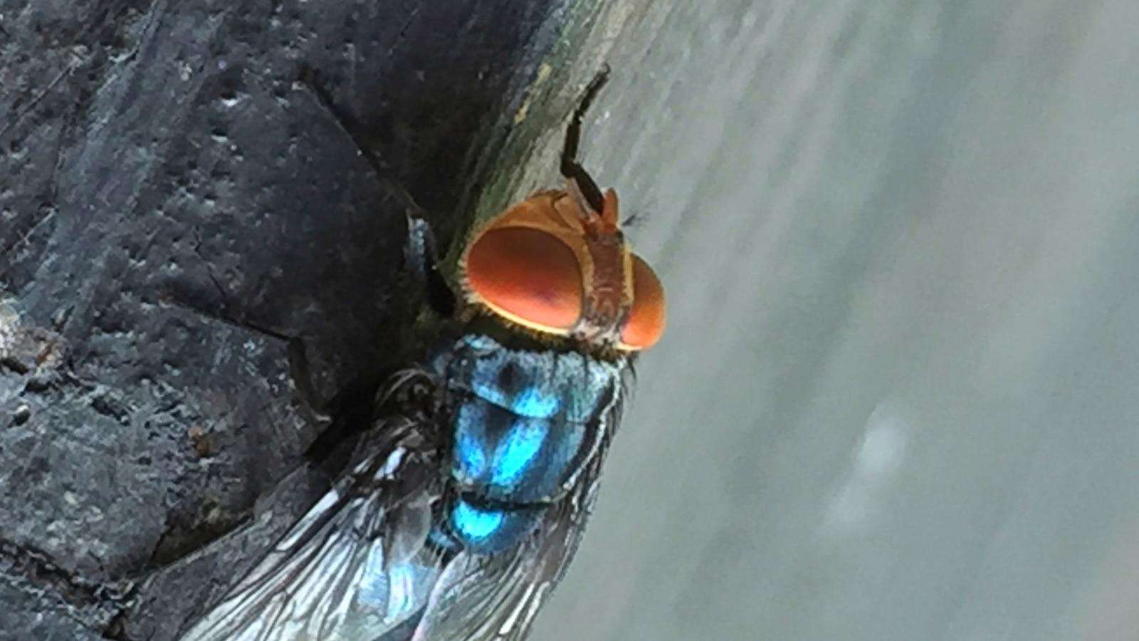 image for Two more Texas screwworm infections found in animals far apart, USDA says