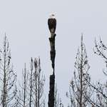 image for [oc] Bald Eagle we saw on our Yellowstone trip 2018 - a visual representation of the state of things