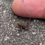 image for [OC] The smallest frog I've ever seen. Finger for context