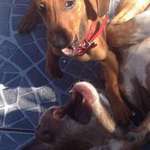 image for Today my little dog (Simon) joined his big bro (Lucas) in the afterlife