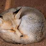 image for [OC] A wild fox, perfectly curled up.