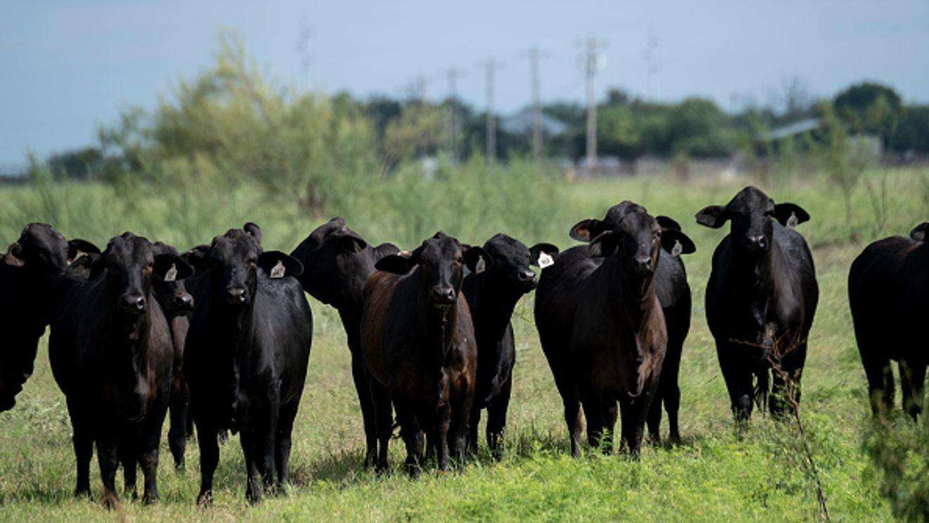 image for New World Screwworm cases climb to nine in U.S. with two more confirmed in Texas
