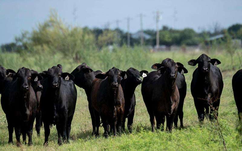 image for New World Screwworm cases climb to nine in U.S. with two more confirmed in Texas