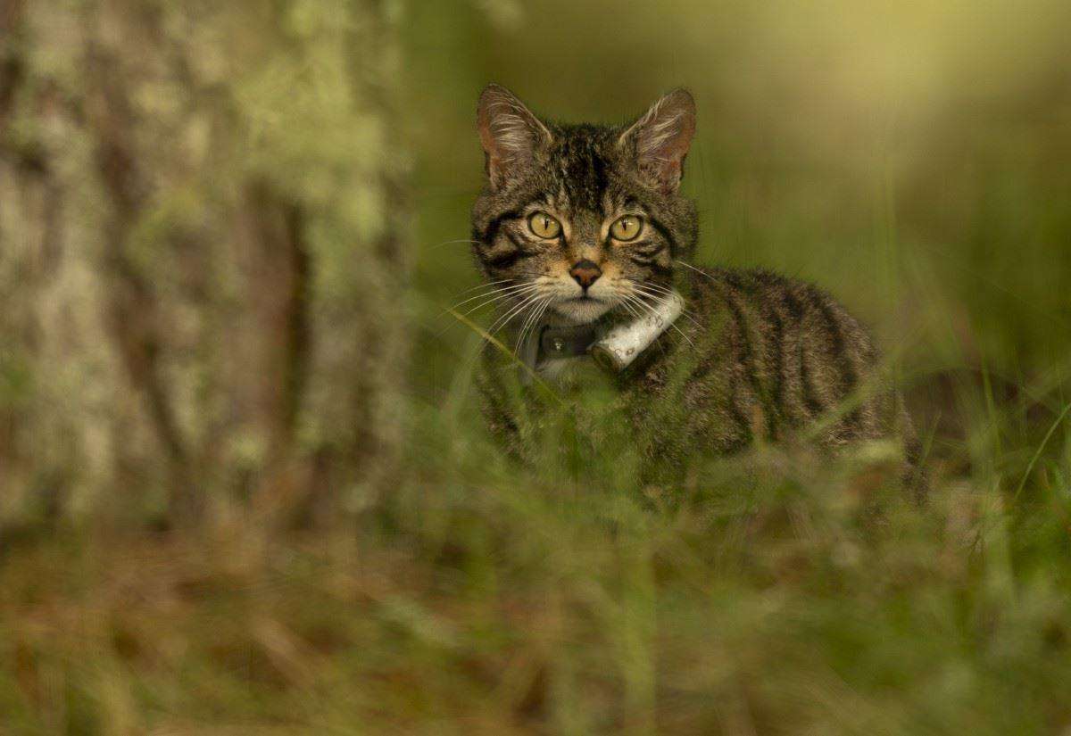 image for A purrrfect picture! New Highland wildcat litters confirmed in the Cairngorms National Park