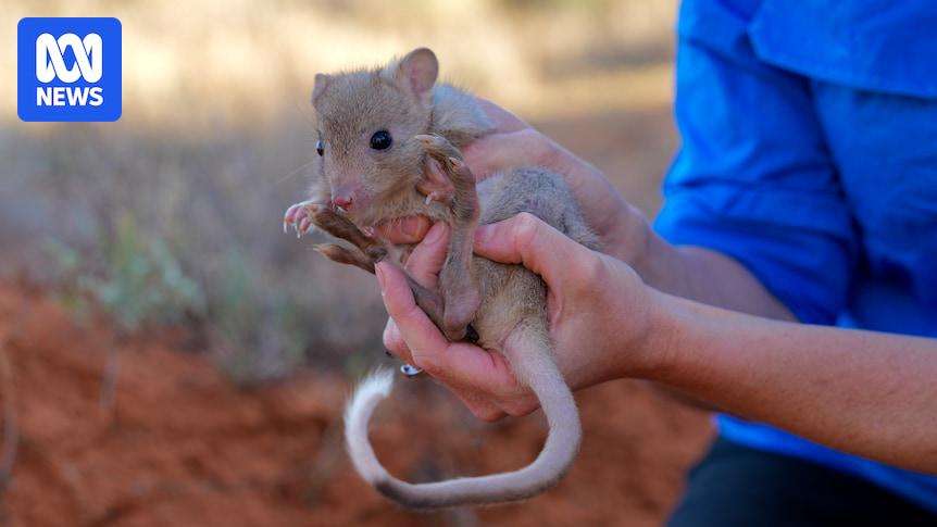 image for Burrowing bettongs returned to outback decades after local extinction