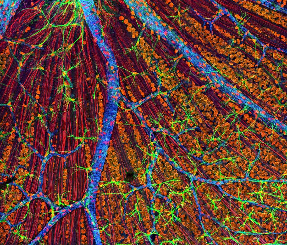 image for World-first: therapy to make cells young again given to a person