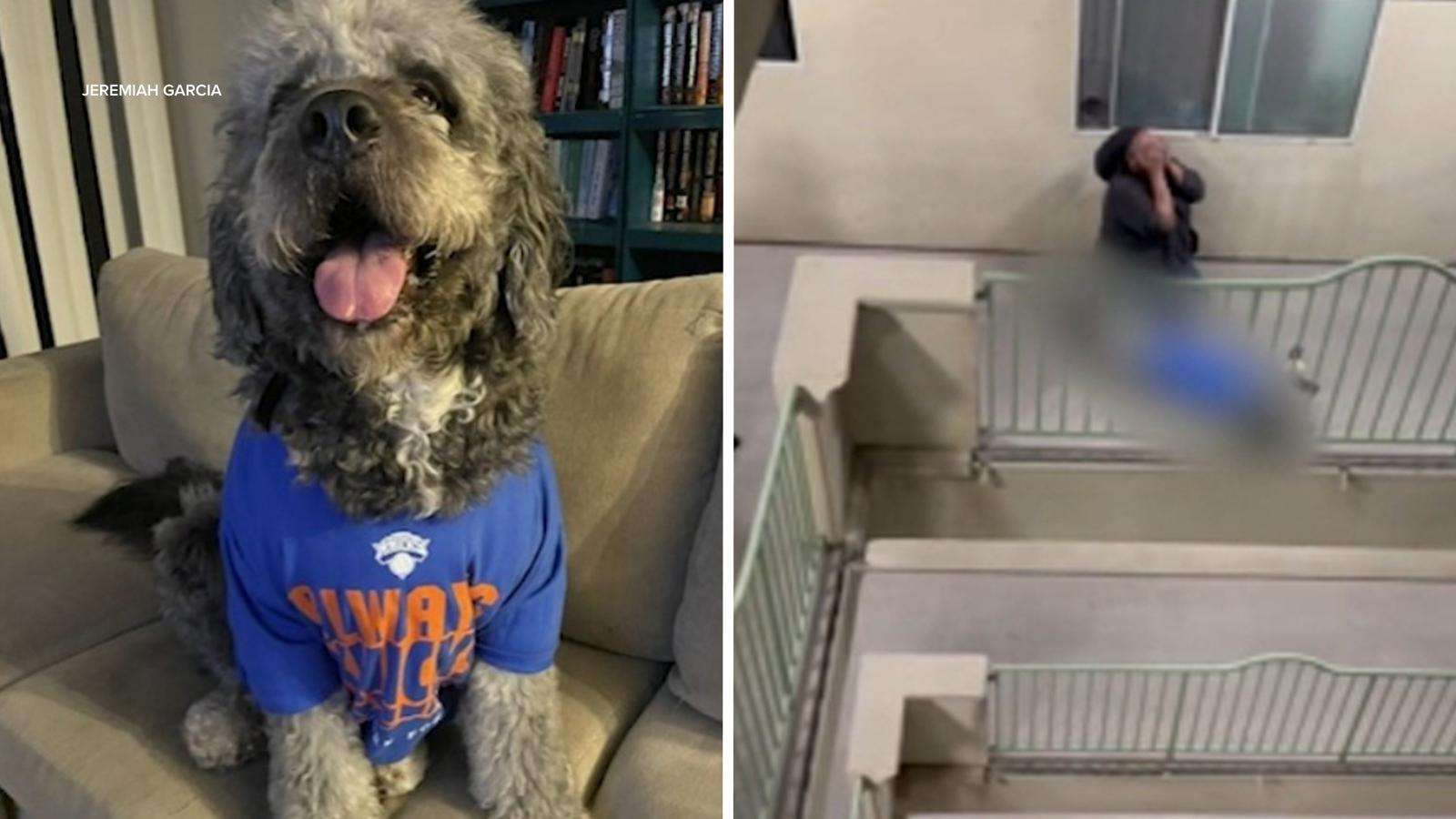 image for Family dog shot and killed by LAPD during Knicks celebration at condo in Canoga Park