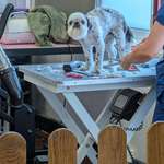 image for Saw this dog at the groomers.