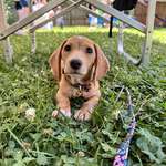 image for The world is a mess. Here’s my new puppy.