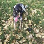 image for Goodbye girl. You were our amazing companion and friend. You'll be missed but not forgotten.