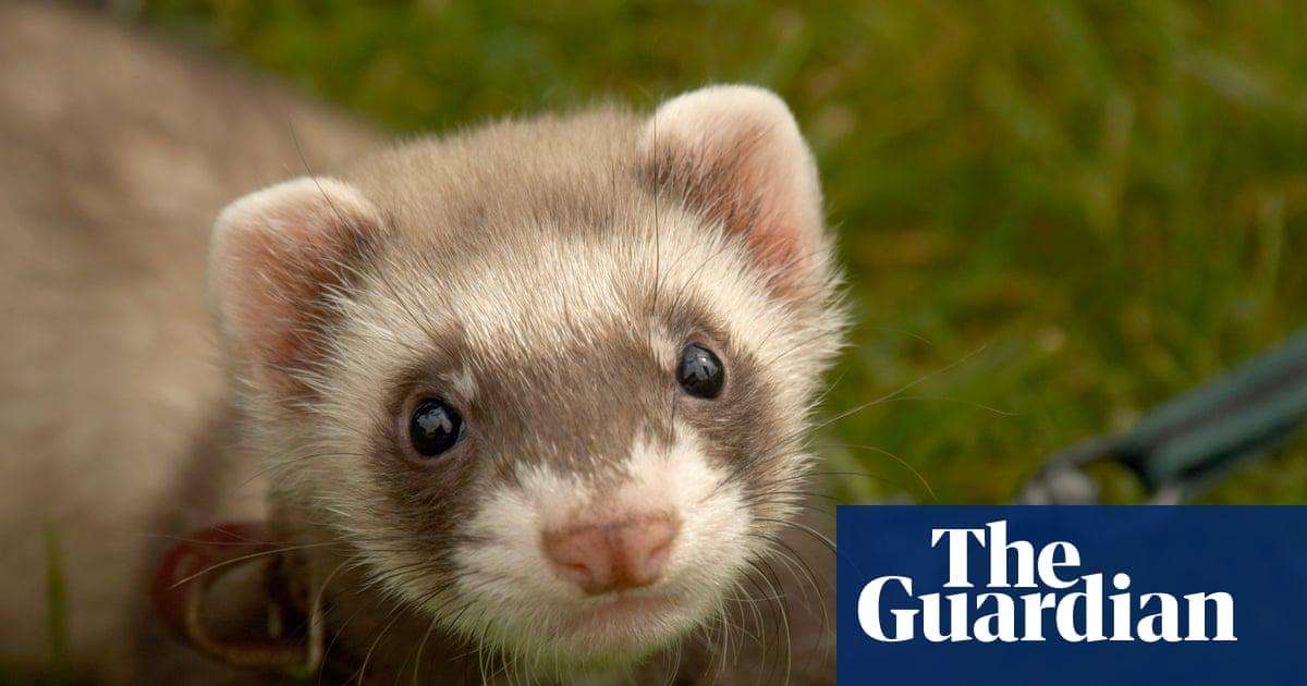 image for Concerns over therapy ferrets used to kill rats at UK’s largest children’s prison