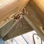 image for A wasp mantidfly. Not a wasp, not a mantis. Looks like a wasp, hunts like a mantis.