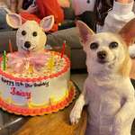 image for dog turned 15, so her Family decided to throw her a quinceañera to celebrate