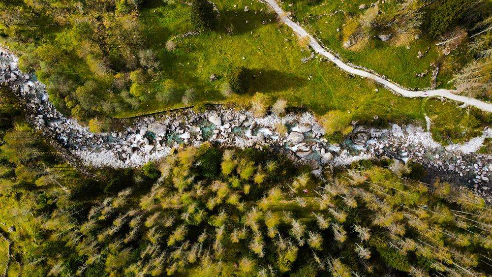image for In Italia le foreste occupano un terzo del territorio, e sono in aumento