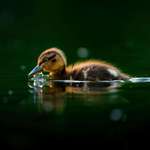 image for A photo of a duckling (OC)