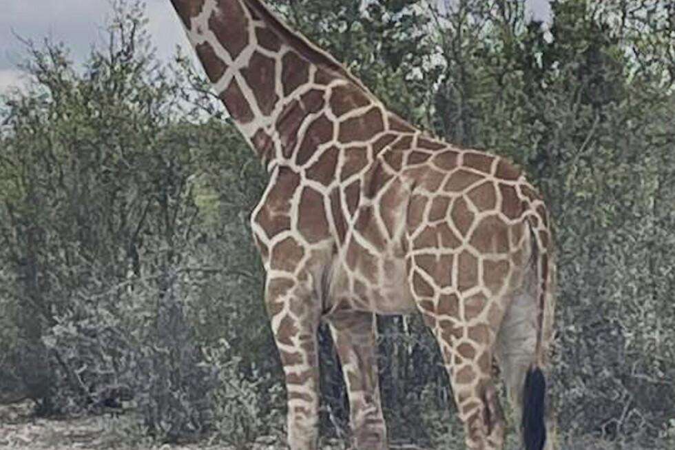 image for A giraffe named Gracie escaped in Texas. No one can seem to find her