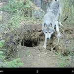 image for [OC] Got this wolf on trailcam on my property and needed to share...
