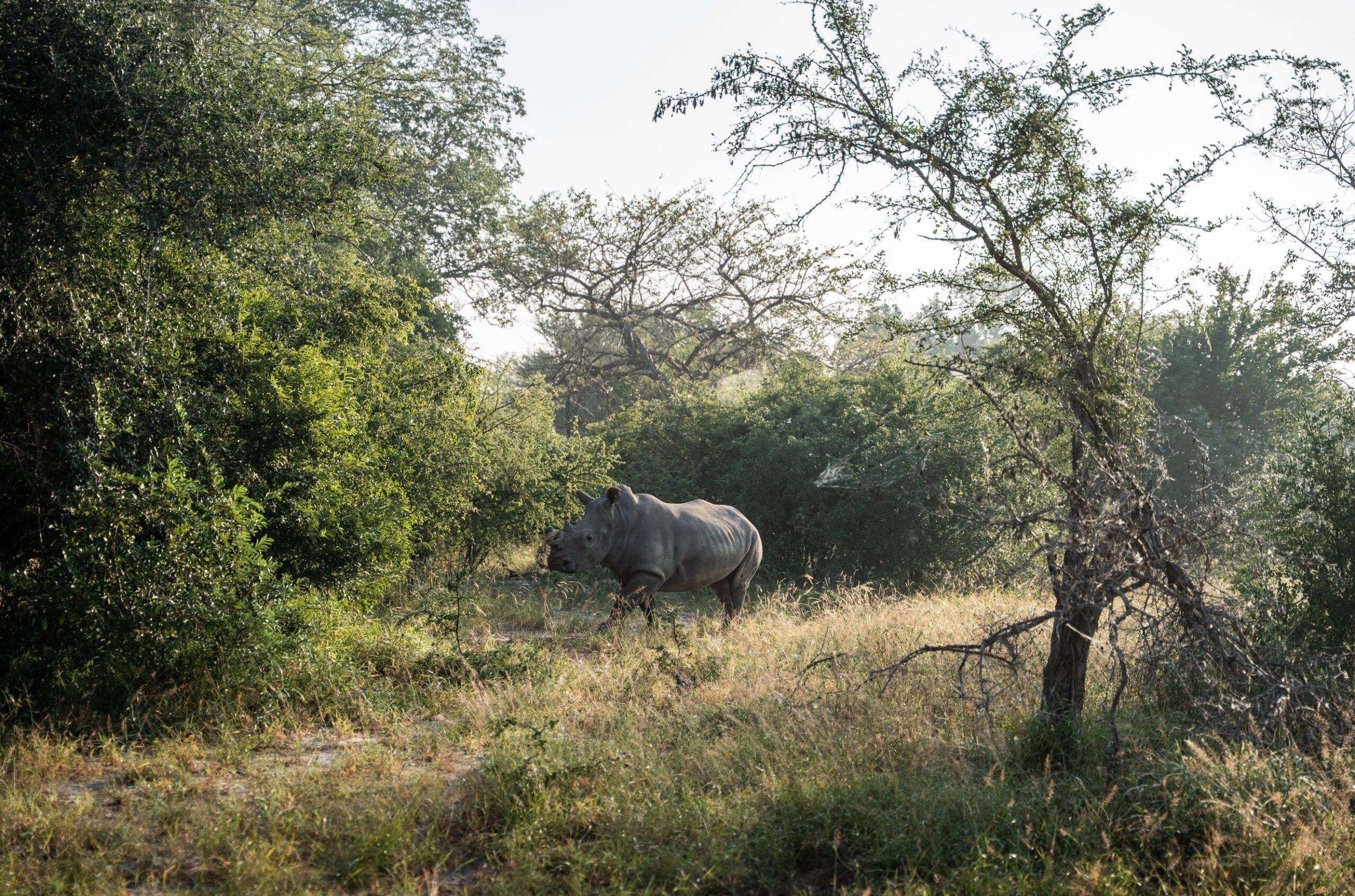 image for Mozambique completes first white rhino breeding population in decades