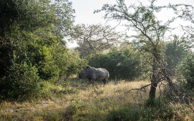 image for Mozambique completes first white rhino breeding population in decades