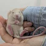 image for [oc] Blonde Baby roof rat