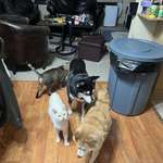 image for Pets at 4:30 am