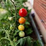 image for OC: Our Tomato Gradient