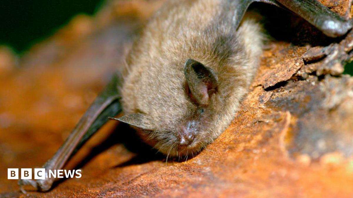 image for Boy dies of rabies after waking to bat on his face