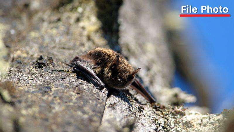 image for Canadian boy, 11, died from rabies after waking up with bat on his mouth