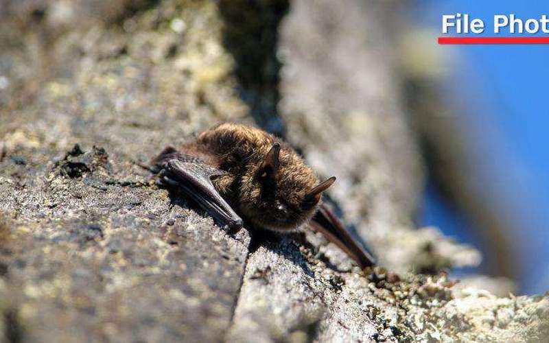 image for Canadian boy, 11, died from rabies after waking up with bat on his mouth