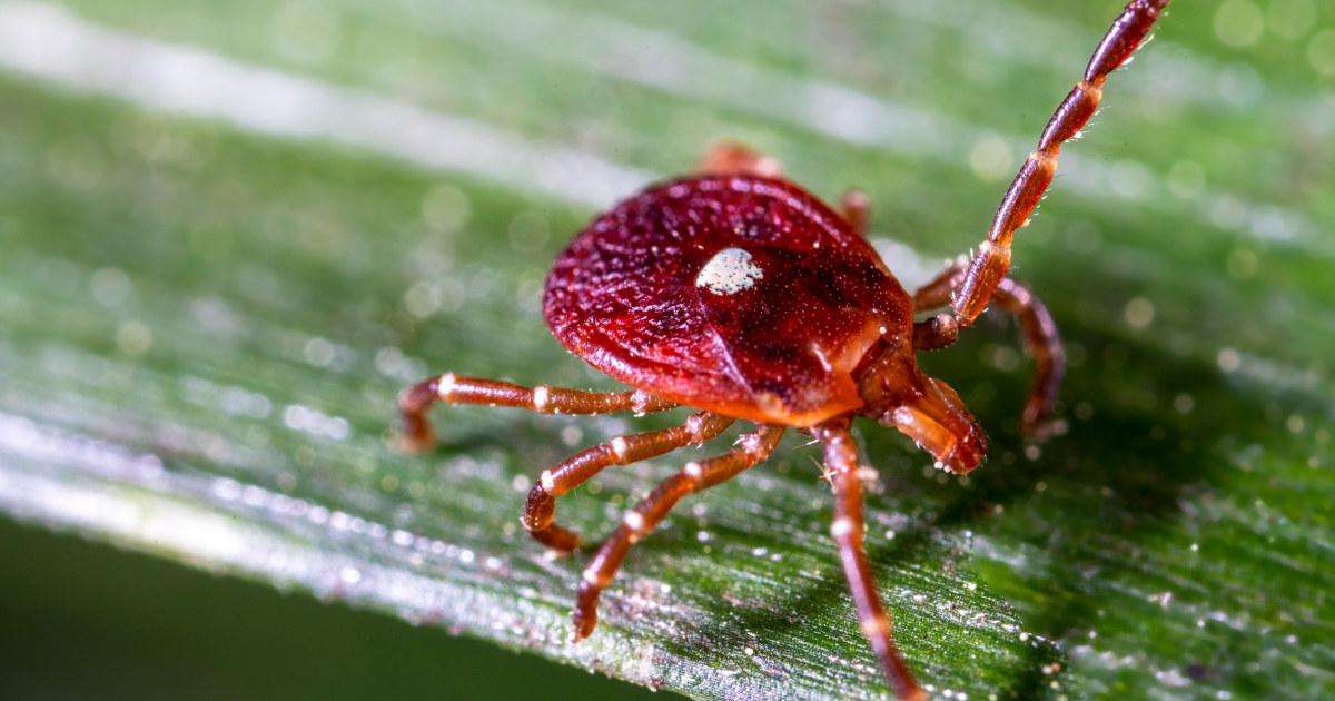 image for More people than thought may be at risk for red meat allergy caused by ticks