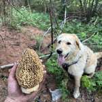 image for Monster Morel from a burned area in Saskatchewan