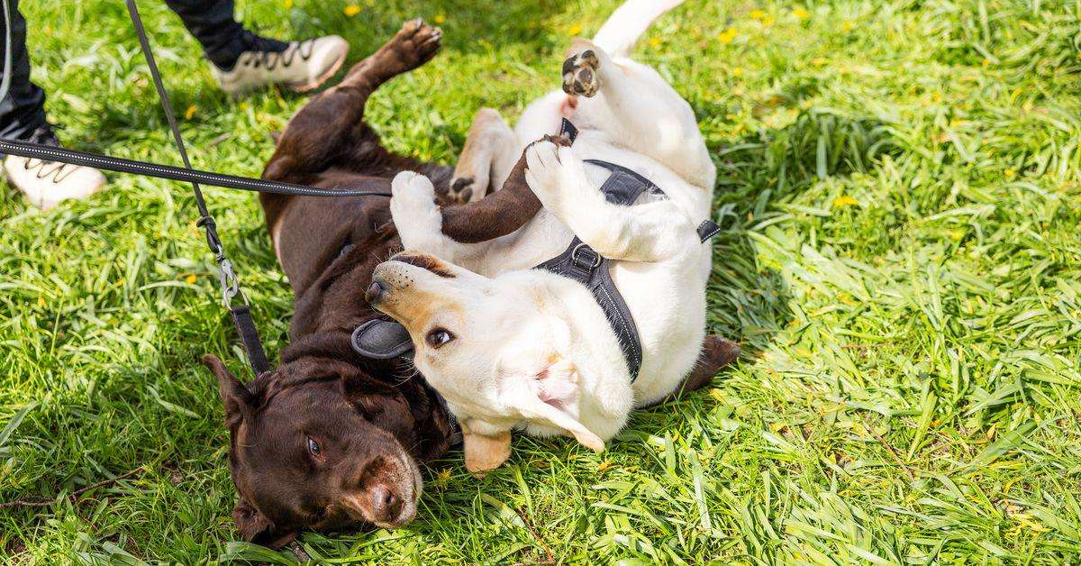 image for THL: Dogs are good for health and development of young kids