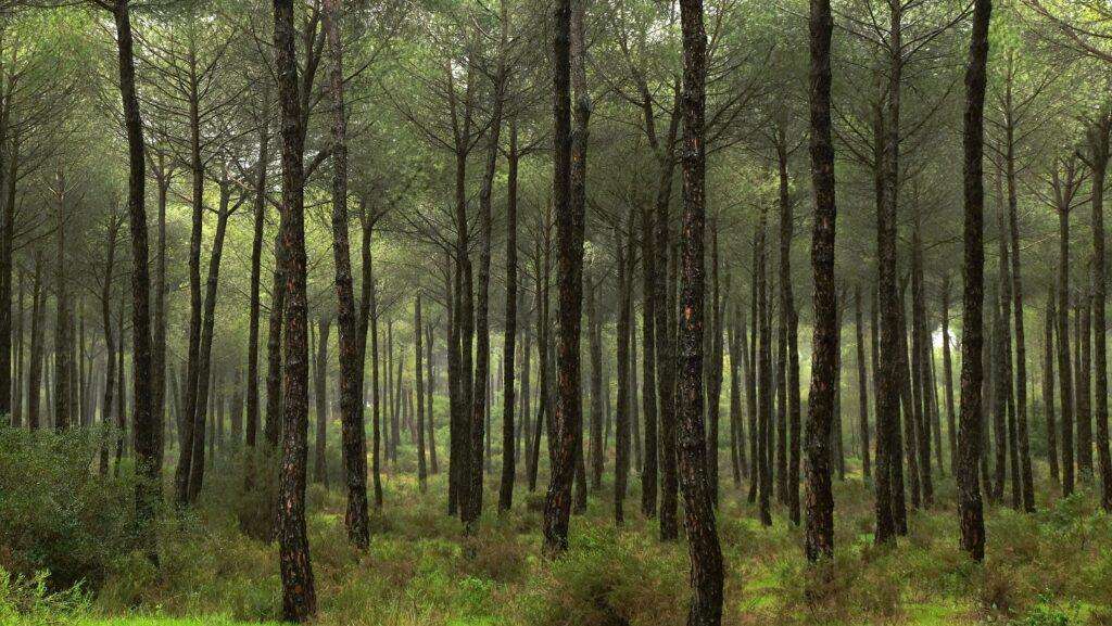 image for Donkey Firefighters in Spain Have Kept a National Park Fire-Free for Nearly a Decade
