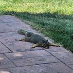 image for Exhausted Squirrel