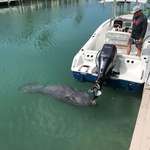 image for [OC] A Manatee drinking fresh water from my engine rinse