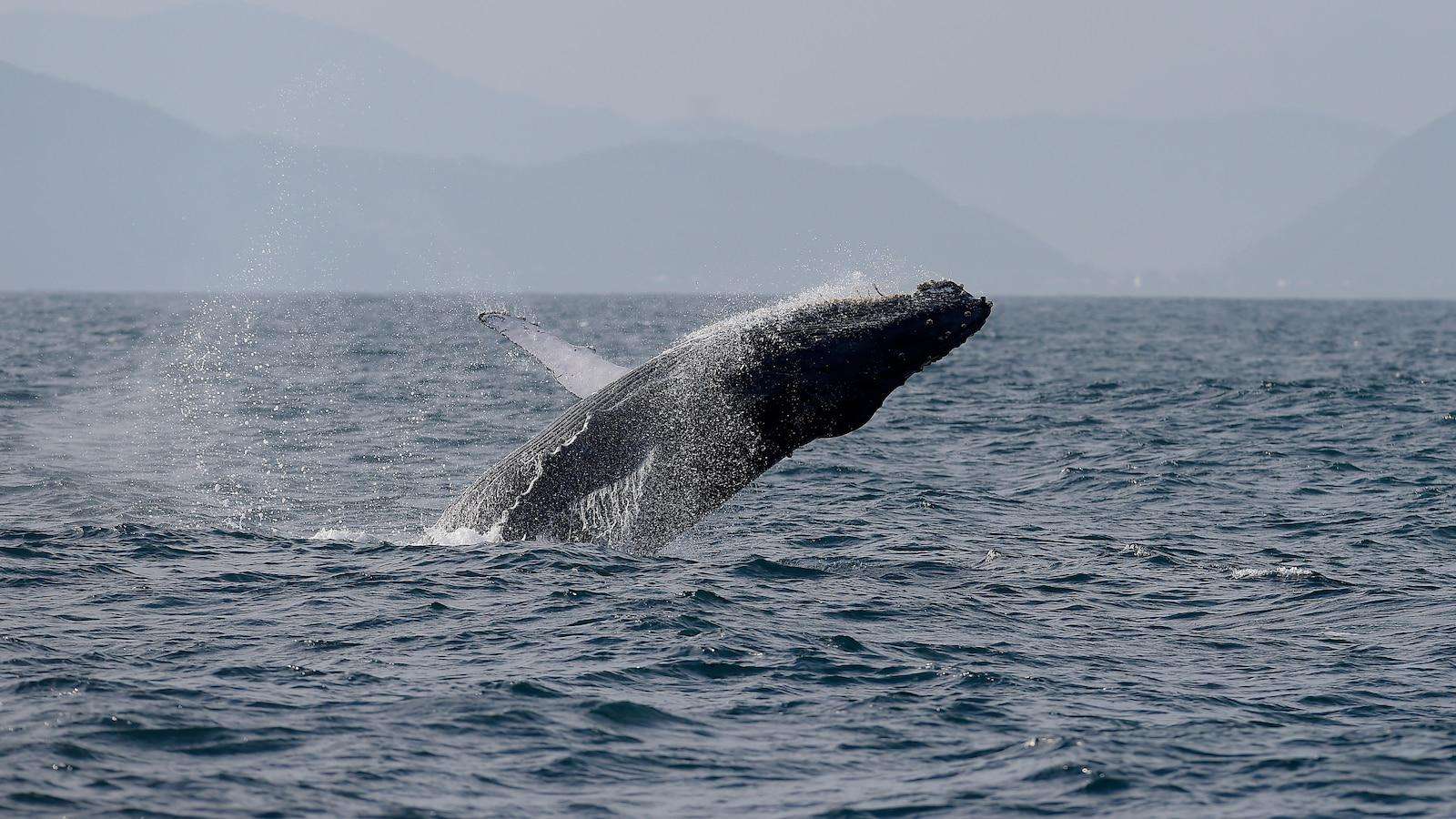 image for Sightings of humpback whales surge in Rio de Janeiro, fueling demand for whale-watching trips
