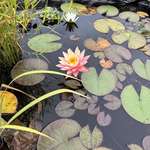 image for Pink grapefruit lily blooming