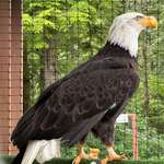 image for A bald eagle I photographed yesterday at a raptor rehabilitation center in Sitka, Alaska