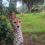 image for Cheetah Blepping at a wildlife rescue in Nanyuki, Kenya [OC]