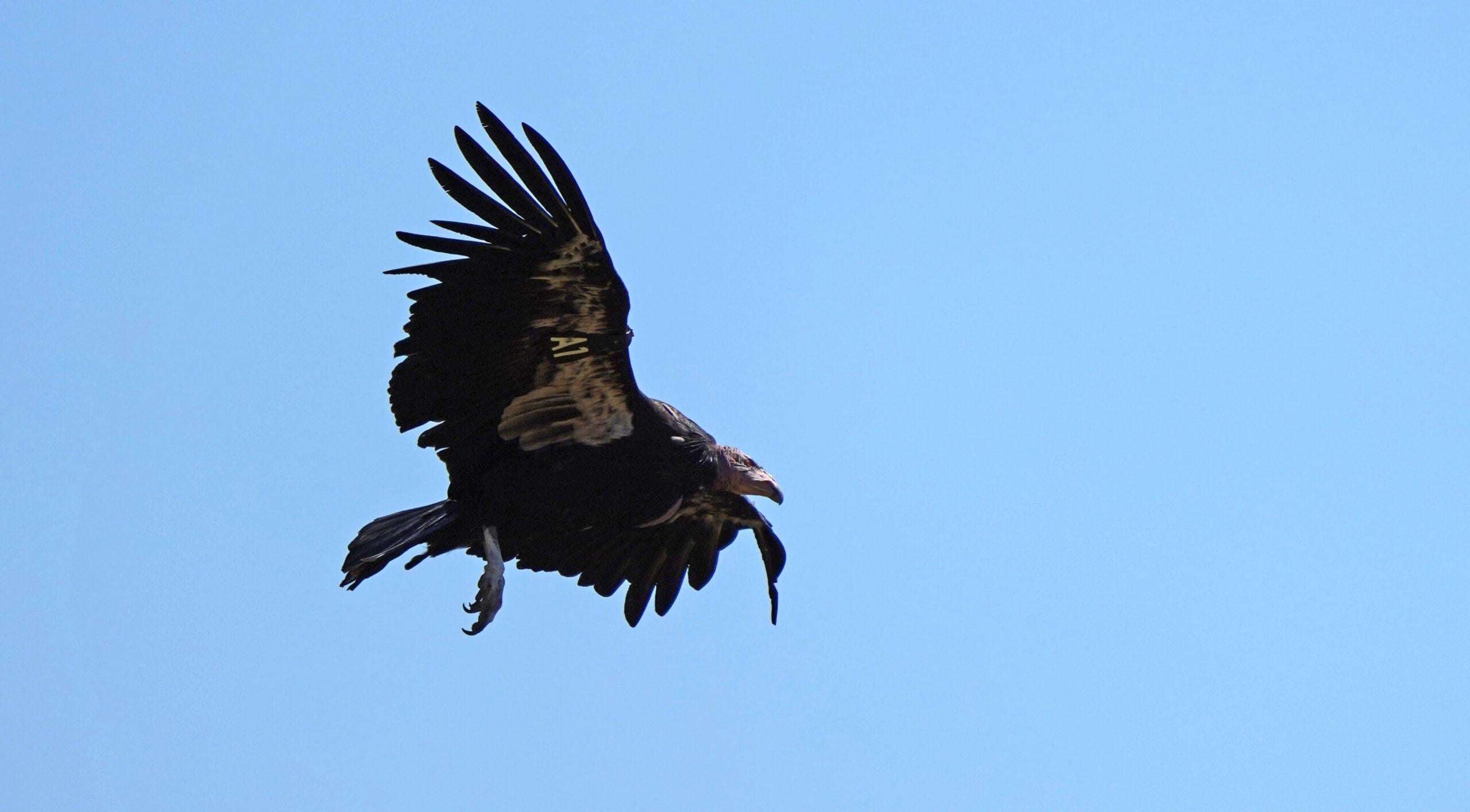 image for California condors nesting in Pacific Northwest for first time in a century, on Yurok territory