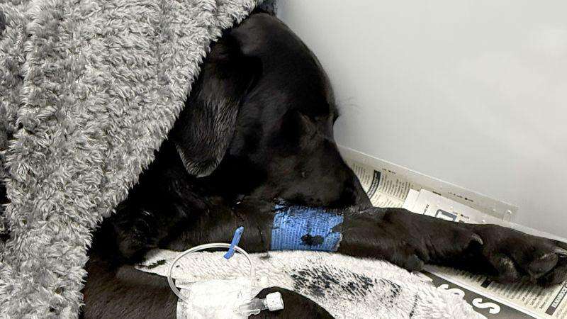 image for Labrador rescued from UK’s highest mountain after suspected cannabis consumption
