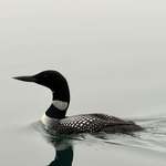 image for I snagged this picture of a Common Loon