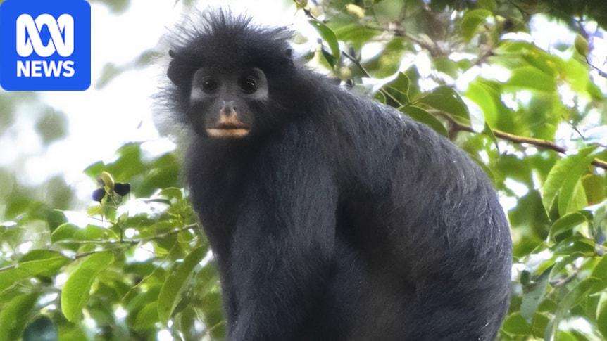 image for New monkey discovered with orange lips in Democratic Republic of Congo
